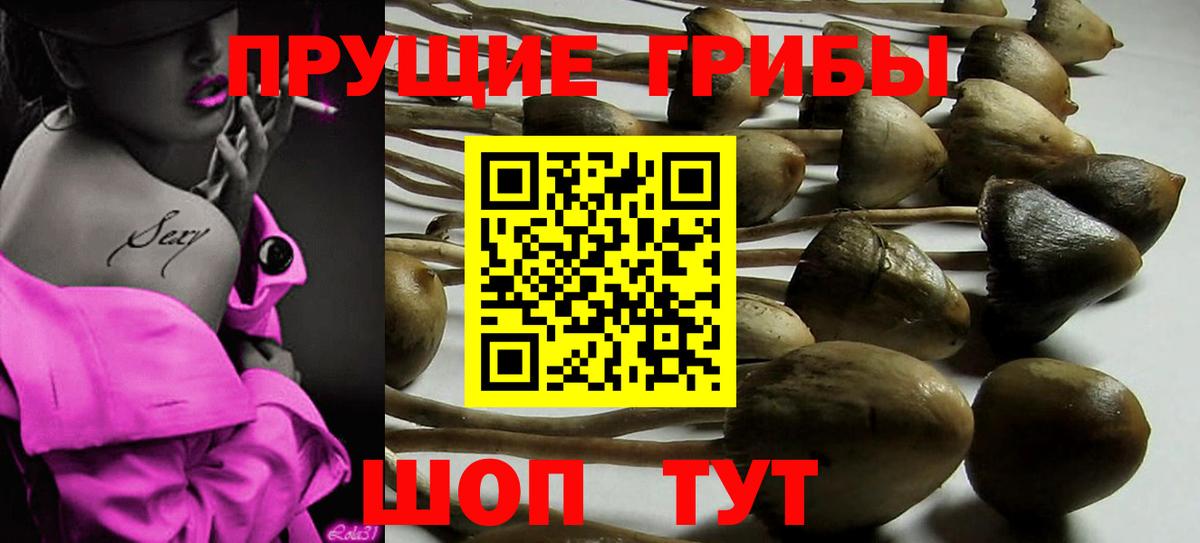 Псилоцибиновые грибы GOLDEN TEACHER  где продают наркотики  Галлюциногенные грибы мухоморы  Благодарный 